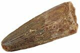 Fossil Spinosaurus Tooth - Feeding Worn Tooth #367974-1